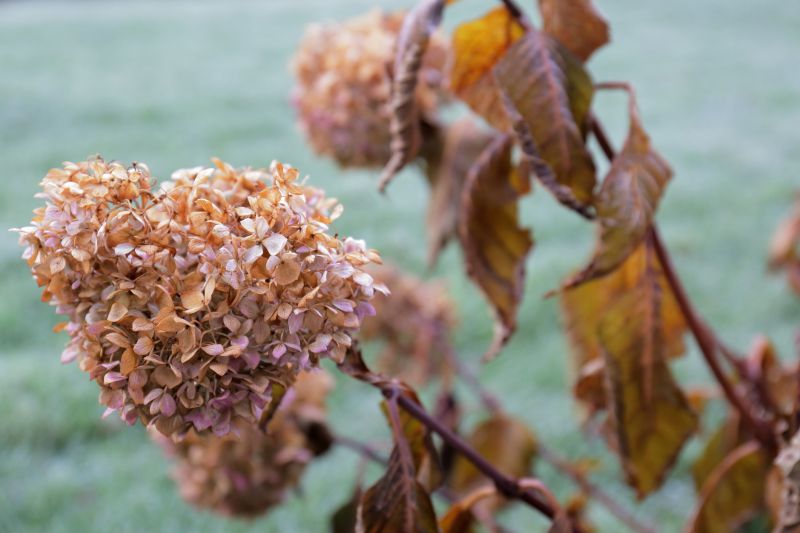 Hydrangea Planting