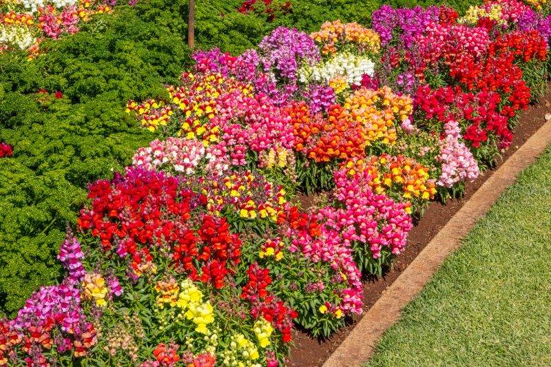 Garden Bed with Blooming Flowers