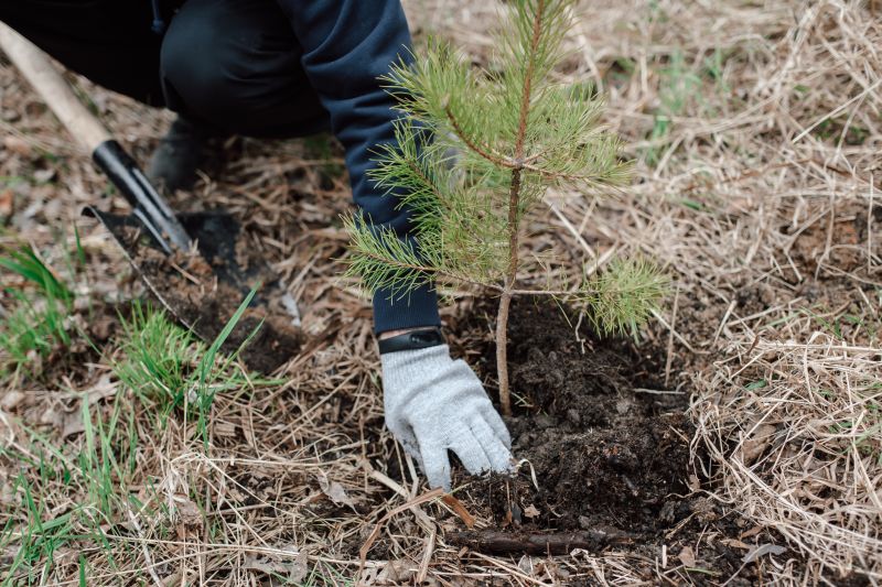 Pine Straw Spreading