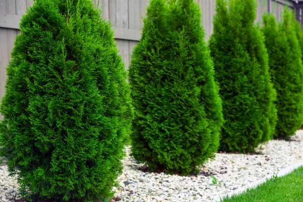 Arborvitae Planting in Chesterfield