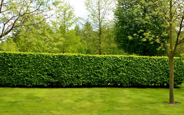 Hedge Planting in Chesterfield