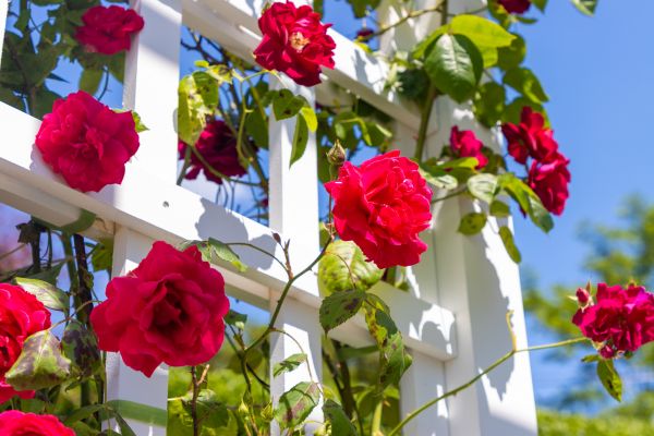 Home Gardening Service in Chesterfield