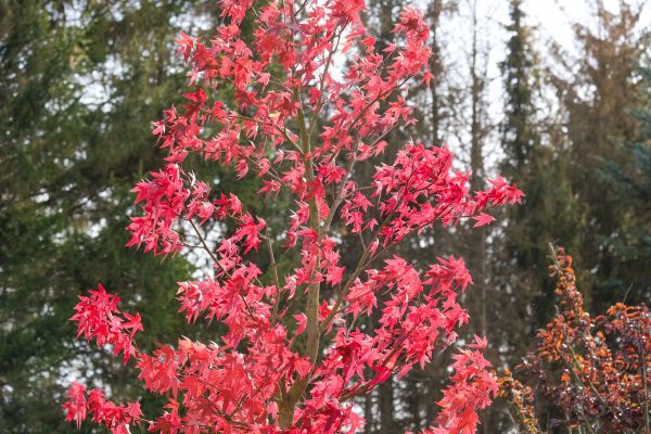 Japanese Maple Planting in Chesterfield