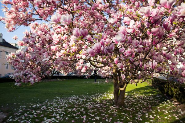 Magnolia Tree Planting in Chesterfield