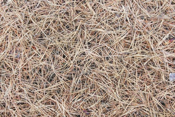 Pine Straw Installation in Chesterfield