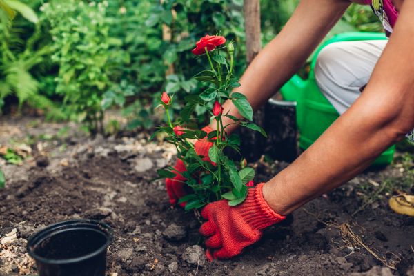 Planting Service in Chesterfield