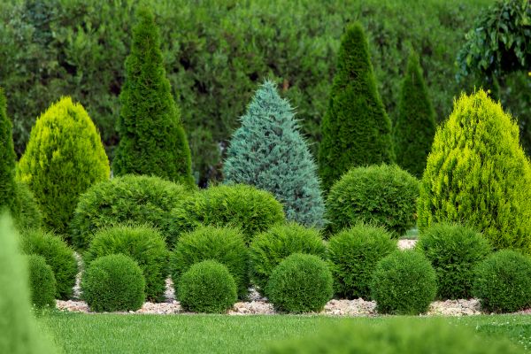 Shrub Replacement in Chesterfield