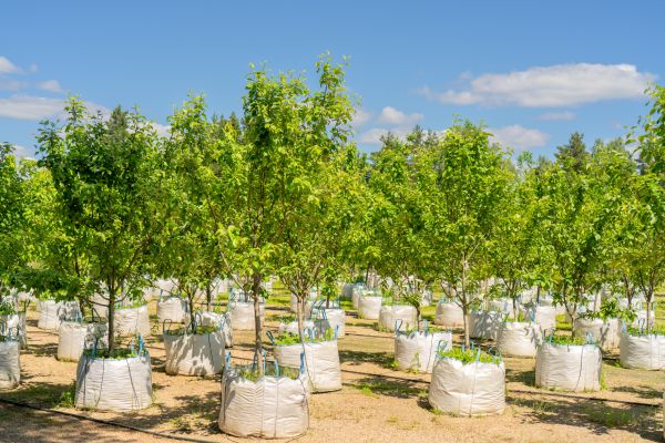 Tree Planting Service in Chesterfield