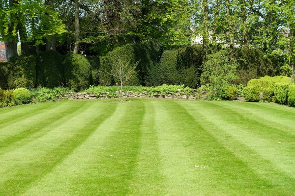 Lawn Renovation in Chesterfield