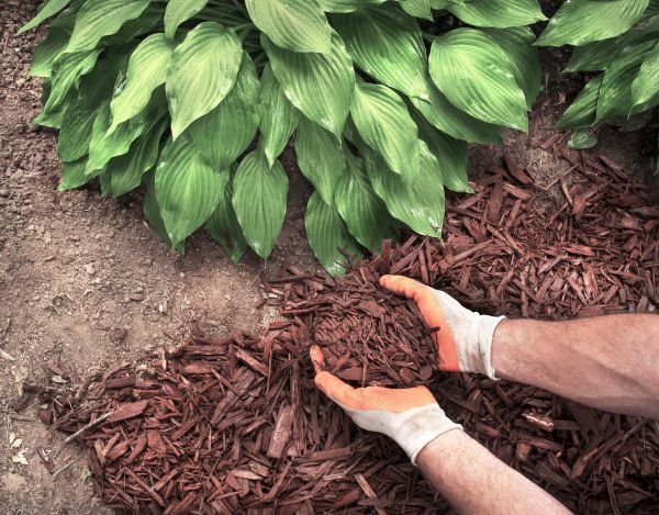 Shredded Mulch Service in Chesterfield