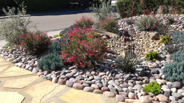Xeriscape Landscaping in Chesterfield