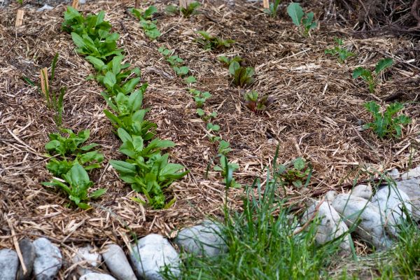 Mulch Service in Chesterfield
