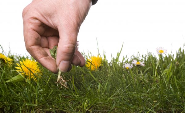 Lawn Weeding in Chesterfield