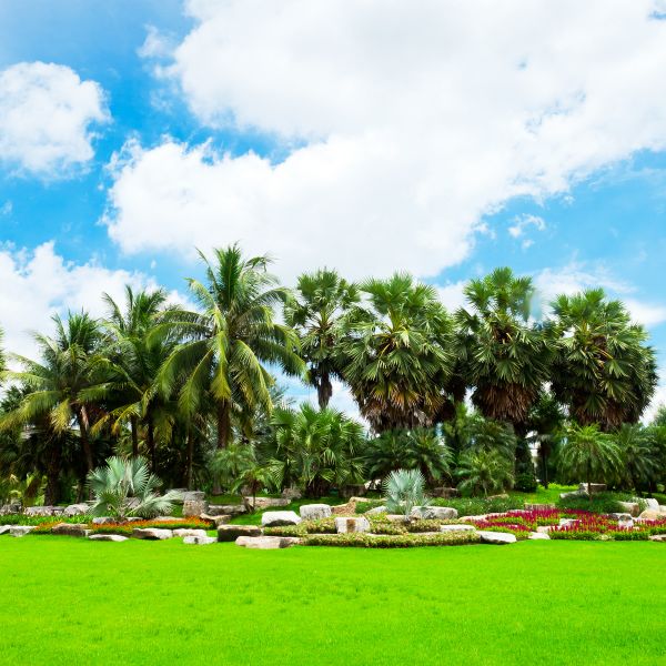 Tropical Landscaping in Chesterfield