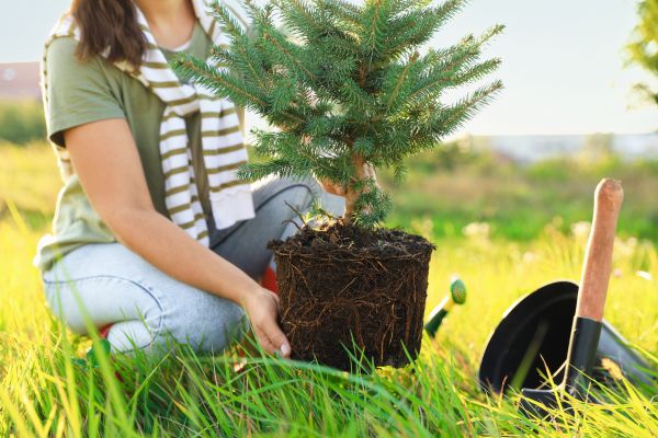 Spruce Tree Planting in Chesterfield
