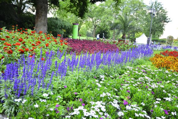 Perennials Planting in Chesterfield