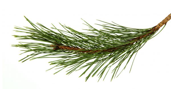 Pine Needles Installation in Chesterfield
