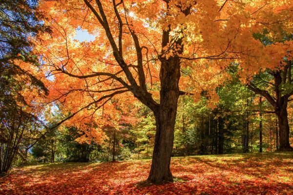 Maple Tree Planting in Chesterfield