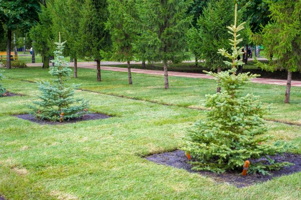 Privacy Trees Planting in Chesterfield