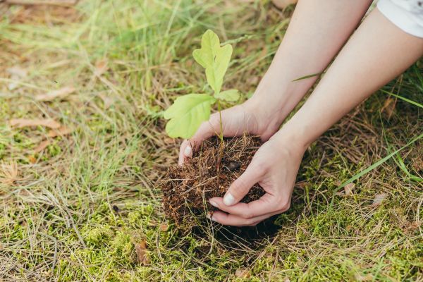 Oak Tree Planting in Chesterfield