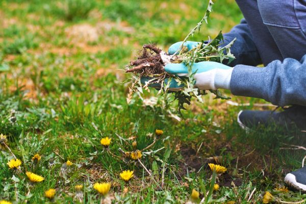 Flower Bed Clearing in Chesterfield