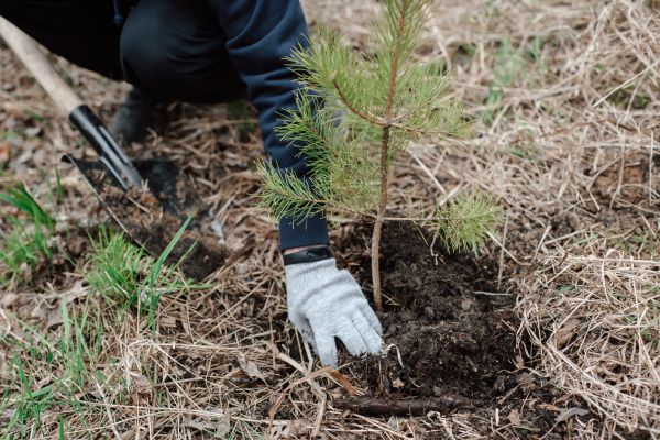 Pine Tree Planting in Chesterfield