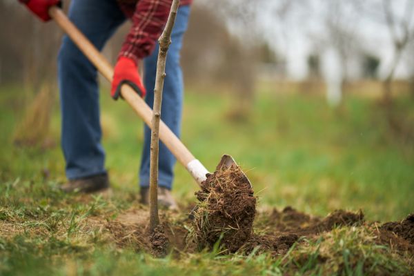 Trees Planting in Chesterfield