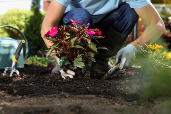 Plant Replacement in Chesterfield