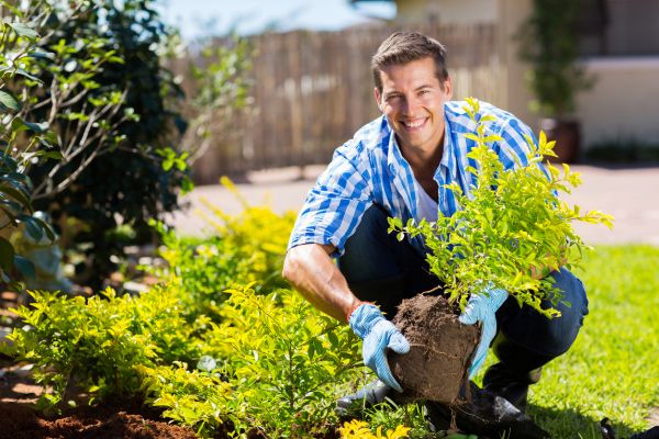 Shrub Landscaping in Chesterfield