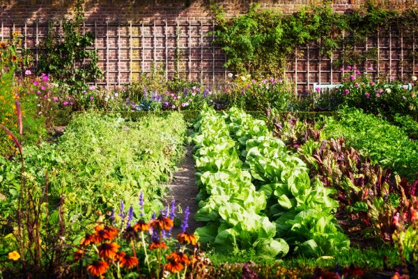 Garden Planting Service in Chesterfield
