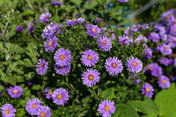 Perennial Flower Planting in Chesterfield