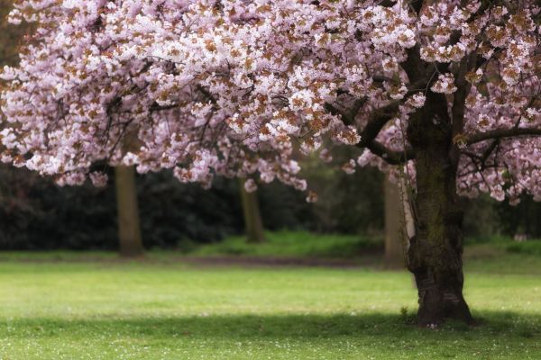 Cherry Tree Planting in Chesterfield