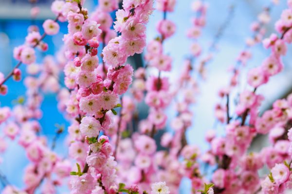 Japanese Cherry Tree Planting in Chesterfield