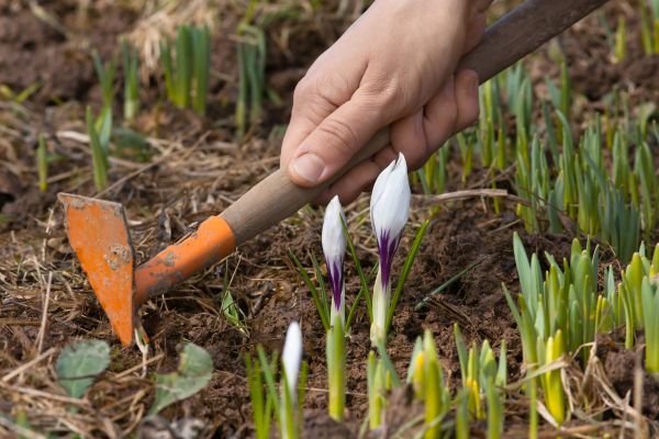 Flower Garden Weeding in Chesterfield