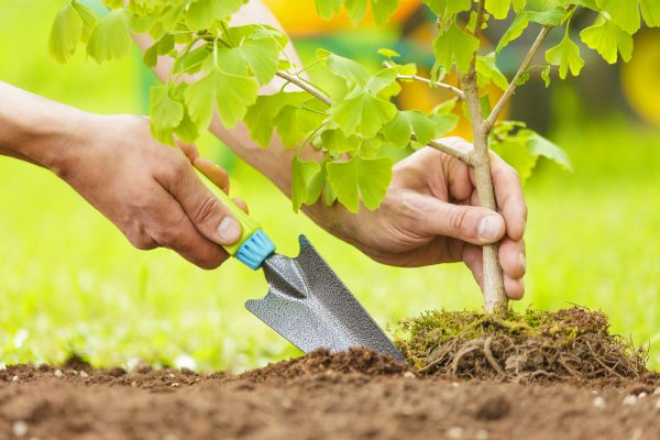 Fruit Tree Planting in Chesterfield