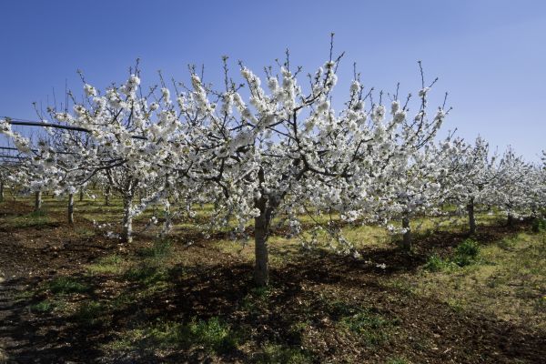 Orchard Planting in Chesterfield