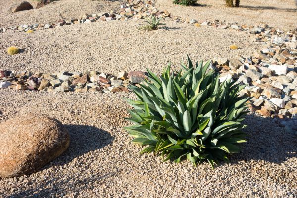 Xeriscaping Service in Chesterfield