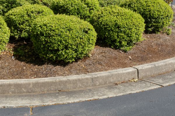 Pine Mulch Installation in Chesterfield