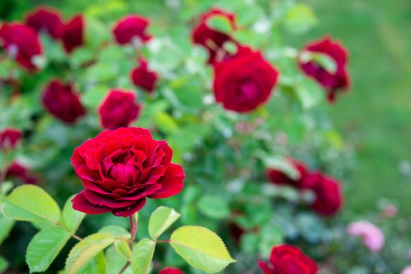 Rose Planting in Chesterfield