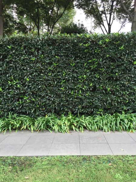 Privacy Shrub Planting in Chesterfield