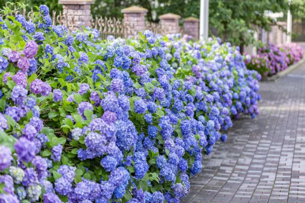 Hydrangea Landscaping in Chesterfield