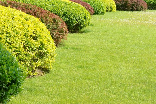 Shrubbery Planting in Chesterfield