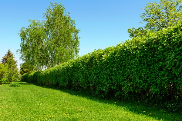 Hedge Replacement in Chesterfield