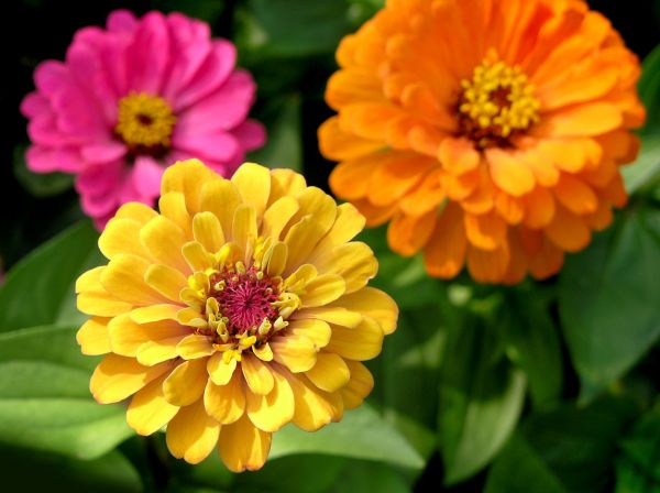 Zinnia Planting in Chesterfield