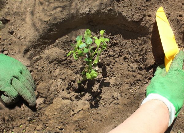 Rose Bush Planting in Chesterfield