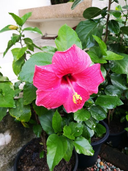 Hibiscus Planting in Chesterfield