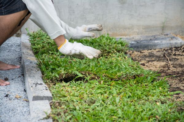 Ground Cover Planting in Chesterfield