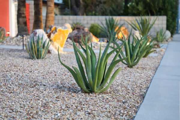 Drought Resistant Landscaping in Chesterfield