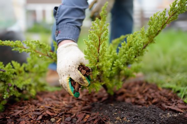 Church Mulching in Chesterfield