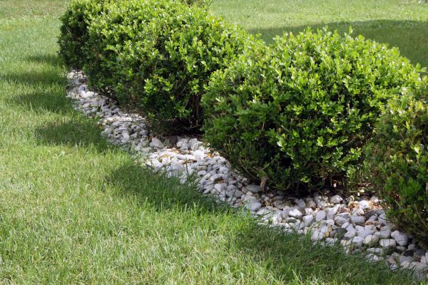 Boxwood Planting in Chesterfield